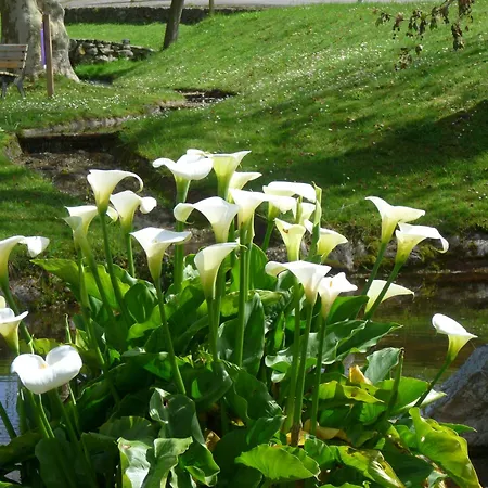 Camping Colombres مكان تخييم كولومبيريز